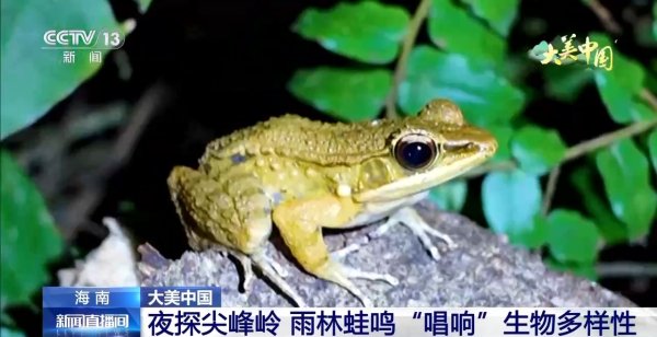点点金 夜探尖峰岭 雨林蛙鸣“唱响”生物多样性_大皖新闻 | 安徽网