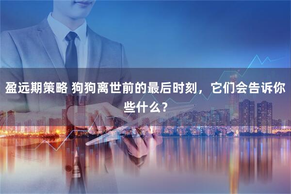 盈远期策略 狗狗离世前的最后时刻，它们会告诉你些什么？